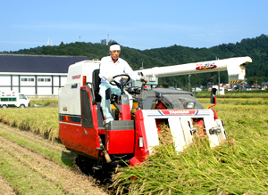 稲刈り