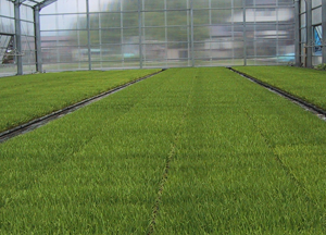 約3週間後の苗箱