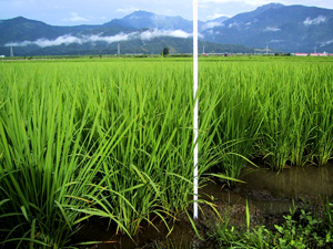 夏の稲