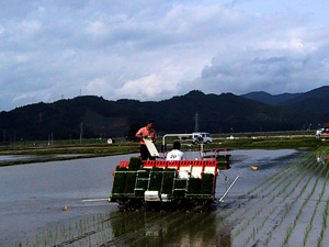 田植え