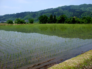 田植え後