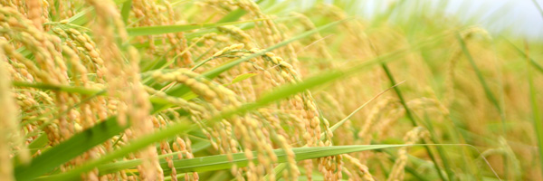 �ċP�̂���